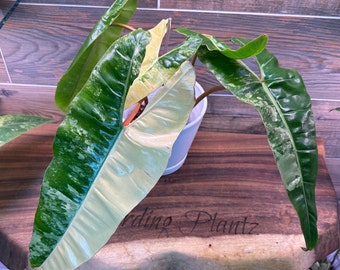 Philodendron Variegated Billietiae