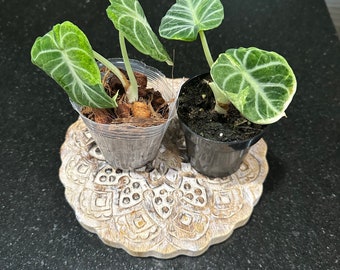 Alocasia Black Velvet Ninjas Aurea variegated