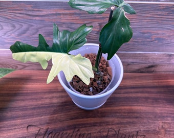 Philodendron Golden Dragon Variegated