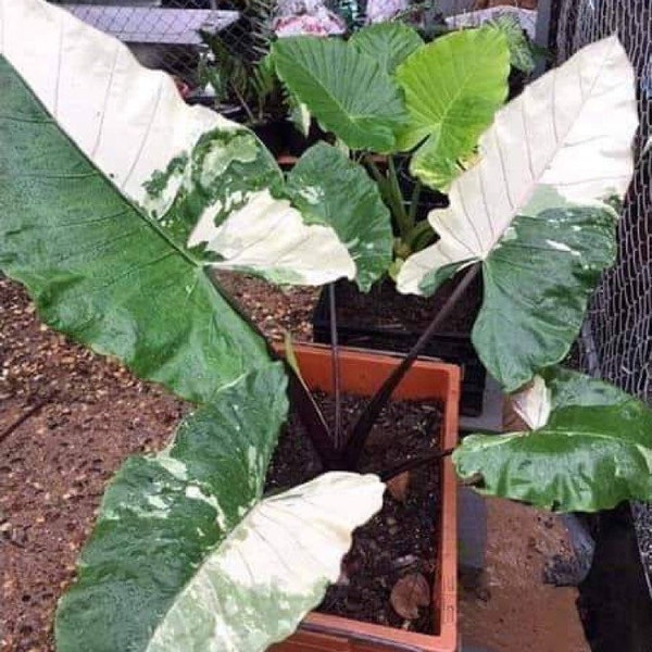 Alocasia Variegated Black Stem Albo Corms *RARE*