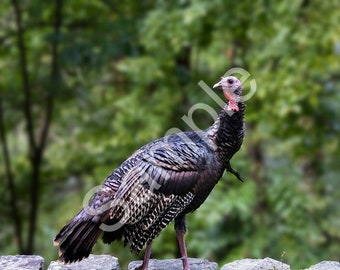 A Wild Turkey