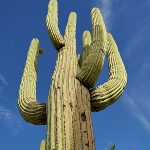 Saguaro National Park Poster, Saguaro Kaktus Druck, US National Parks Druck Modernes Reise Poster, Kunst Lebendiges Buntes Wand Kunst Poster