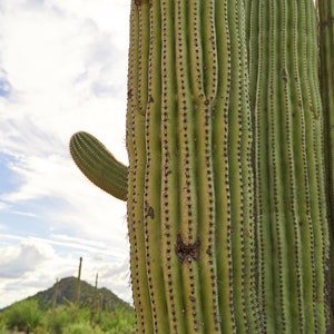 Saguaro National Park Poster, Saguaro Kaktus Druck, US National Parks Druck Modernes Reise Poster, Kunst Lebendiges Buntes Wand Kunst Poster