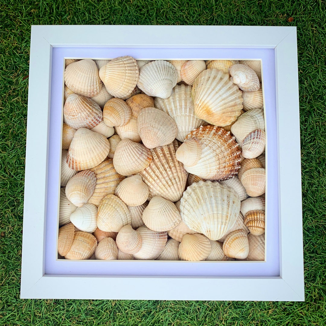 Nut Shell Frame Shell Box Frame - Etsy