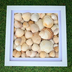 Könnte beinhalten: Ein weißer Rahmen mit einem weißen Passepartout, der eine Sammlung von Muscheln umgibt. Die Muscheln sind in einem zufälligen Muster angeordnet und haben verschiedene Größen und Formen. Die Muscheln sind eine Mischung aus Weiß, Beige und Braun.