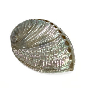 Abalone Sea Shell, rainbow polished seashell
