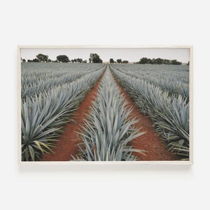 May include: A field of agave plants growing in rows with two paths leading to the horizon. The plants are a light green color and the paths are a reddish brown color.