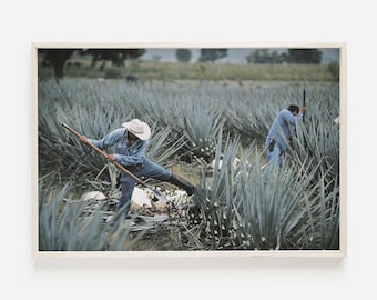 Mexican Agave Harvest Print, Tequila Ranch Wall Art, Agave Photography,  Mexican Farmer Printable, Agave Fields Poster
