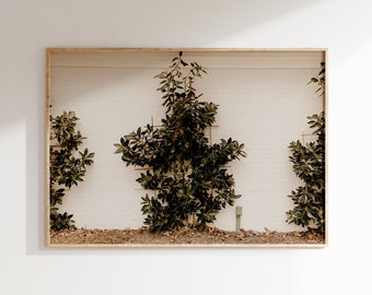 May include: A framed photograph of a white brick wall with three green plants growing up trellises. The plants are in focus, and the wall is out of focus.