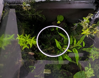 Floating Aquarium Feeding Ring