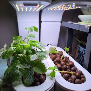 以下が含まれることがあります： LED栽培ライトが付いた白いAeroGardenユニットが2つ。ユニットは粘土の粒で満たされており、緑の葉の植物が育っています。各ユニットの前面に「AeroGarden」の文字が見えます。