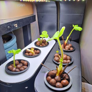 Op de afbeelding: Close-up van een hydroponisch tuinsysteem met meerdere planten die in kleikorrels groeien. De planten bevinden zich in verschillende groeistadia, sommige hebben meerdere bladeren en andere beginnen net te ontkiemen. Het systeem wordt verlicht door een groeilamp.