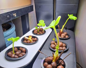Net Pot (2") Conversion Kit for the AeroGarden Sprout