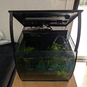 Puede incluir: Un acuario negro con un frente curvo y una tapa negra con una luz incorporada. El acuario está lleno de agua y plantas.