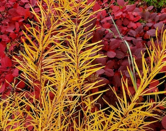 Butterscotch Amsonia