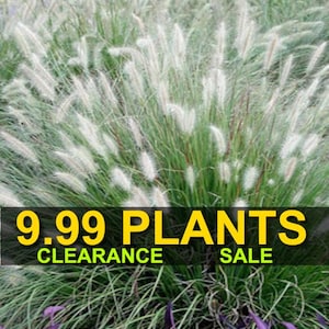 May include: A close-up of a patch of white feathery ornamental grass. The grass is in a garden setting. A yellow banner across the bottom of the image reads "9.99 PLANTS CLEARANCE SALE".