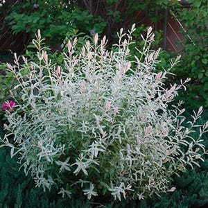 May include: A weeping willow tree with variegated foliage. The leaves are a mix of green and white, creating a striking contrast. The branches are slender and graceful, drooping down to the ground.
