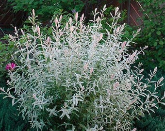 Dappled Willow Tree Cuttings