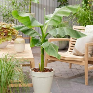 May include: A potted banana plant with large, green leaves. The plant is in a white ceramic pot with a matching saucer. The background includes other plants, a wooden table, and a wooden chair, creating an outdoor garden setting.