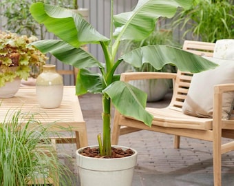 Banana Tree Musa Basjoo Cold Hardy