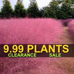 May include: A field of pink ornamental grass with a sign that reads "9.99 PLANTS CLEARANCE SALE".