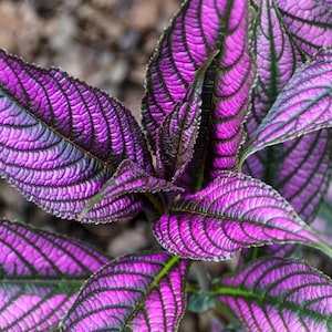 May include: Close-up of a plant with vibrant purple and green leaves. The leaves have a textured, veined pattern.
