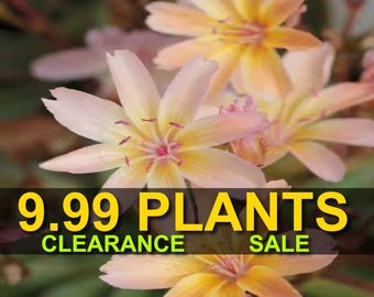 END OF SEASON Clearance Sale - Little Peach Lewisia