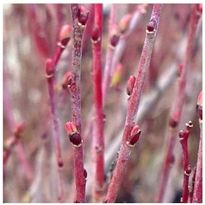 May include: Close-up of thin, red branches with small, pink buds. The branches are arranged in a cluster, creating a delicate and intricate pattern.