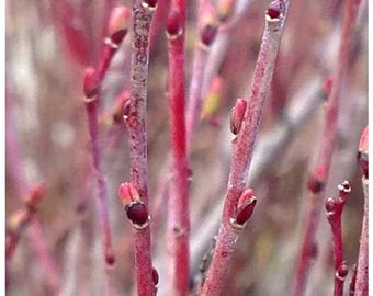 Purple Willow Salix nana Stem Cuttings