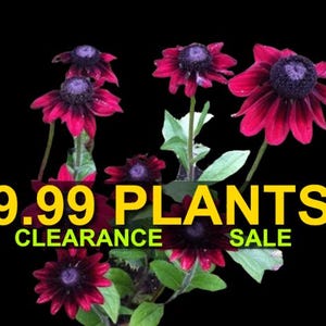 May include: A close-up of a group of dark red and purple flowers with black centers. The flowers are arranged in a bouquet and are in focus. The background is black. The text "9.99 PLANTS CLEARANCE SALE" is superimposed on the image.