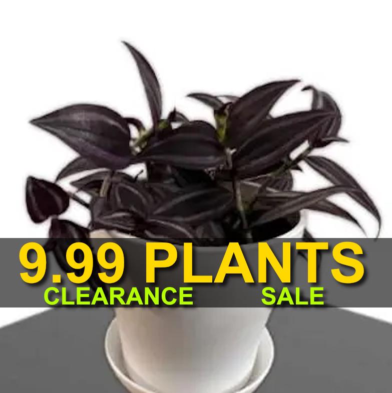 Tradescantia 