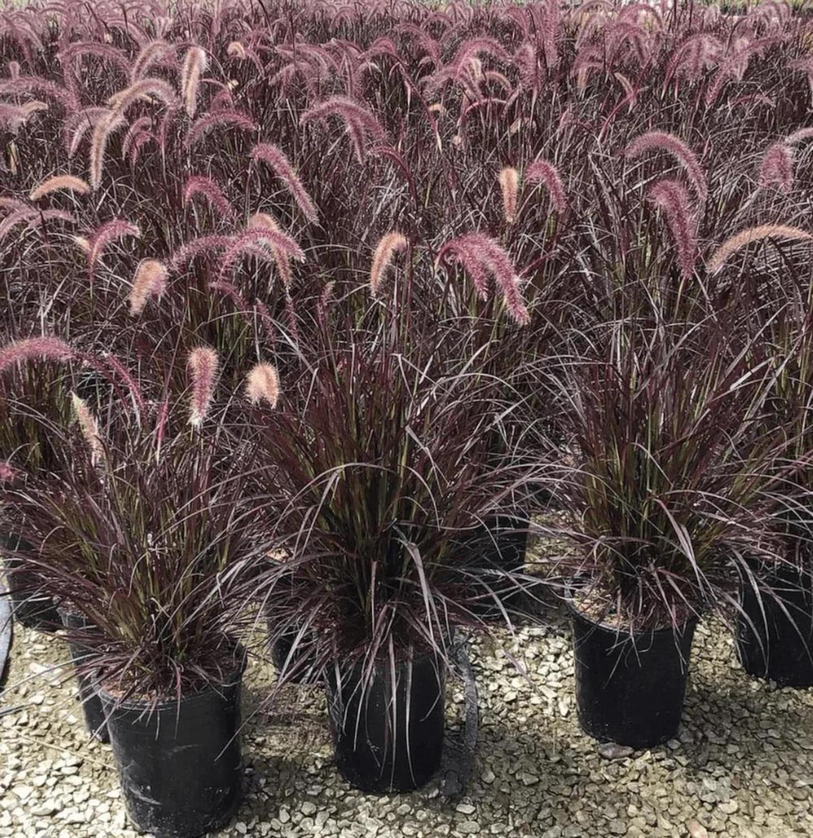 Purple Fountain Grass Live Potted Perennial Plants - Etsy