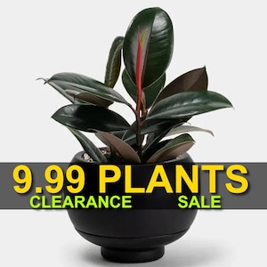 May include: A dark green rubber plant in a black ceramic pot. The plant has large, glossy leaves. The pot has a wide base and a narrow top. The text "9.99 PLANTS CLEARANCE SALE" is displayed above the pot.