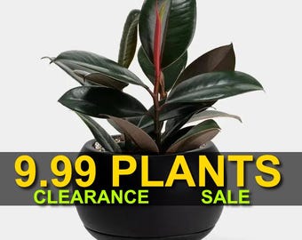 SPRING SALE - Black Rubber Tree Ficus Elastica Burgundy Fast Growing Trees  - House Plants - Etsy