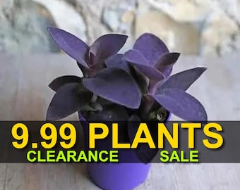 POWERS TO FLOWERS - TRADESCANTIA ZEBRINA PINK PARADISE, 2 PIANTE, MINI