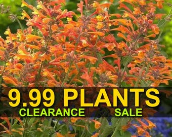 Mango Tango Butterfly Bush Perennial Flowers