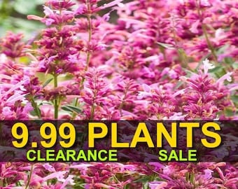 Rosie Posie Butterfly Bush Lilac Shrub Live Plant