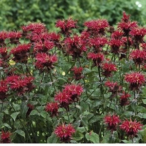 May include: A vibrant cluster of red bee balm flowers in full bloom. The flowers have a unique, spiky appearance and are surrounded by lush green foliage. The background is a soft blur of green, suggesting a garden setting.