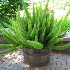 END OF SEASON Clearance Sale - Foxtail Fern Plant Live in Pot