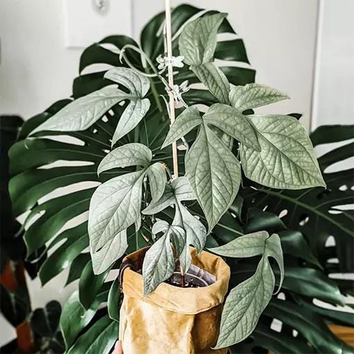 Monstera Silver Spiderman - Etsy