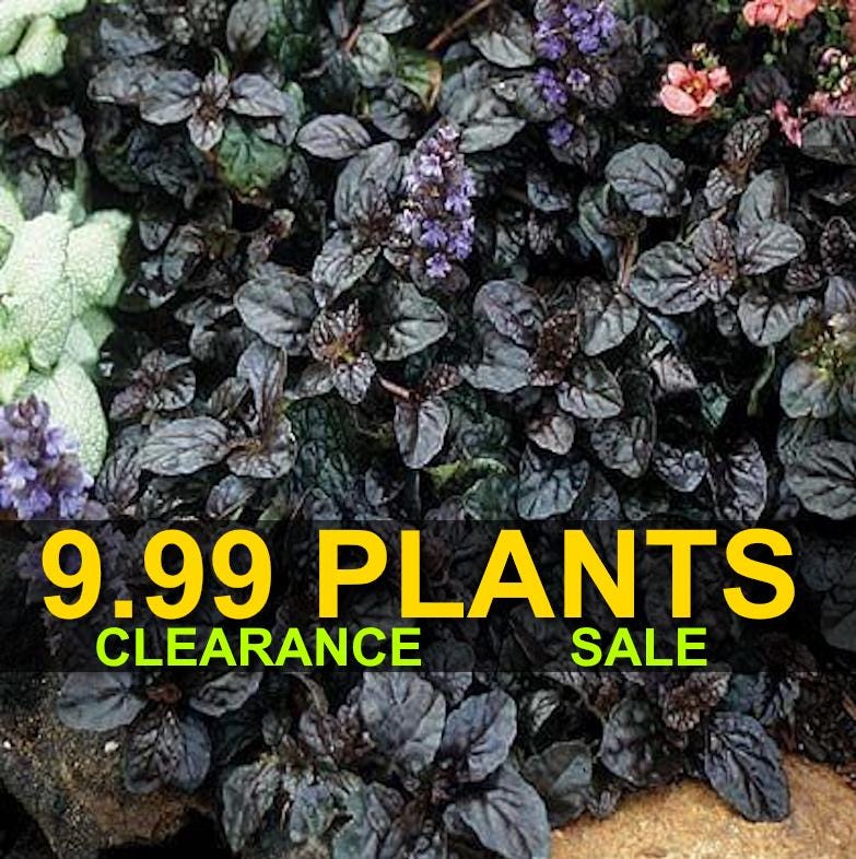 END OF SEASON Clearance Sale - Black Scallops Ajuga Ground Cover