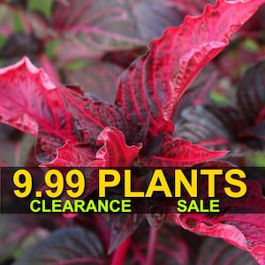 May include: Close-up of a red and green plant with a yellow sign that reads "9.99 PLANTS CLEARANCE SALE".