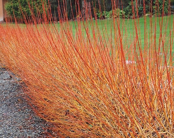 Orange Flame Willow Cuttings Bundle salix