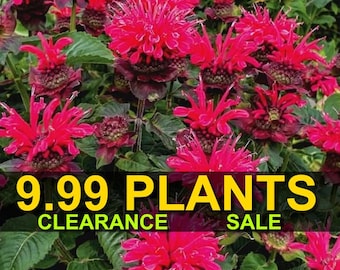 Scarlet Bee-Happy Monarda Bee Balm Perennial Flowers