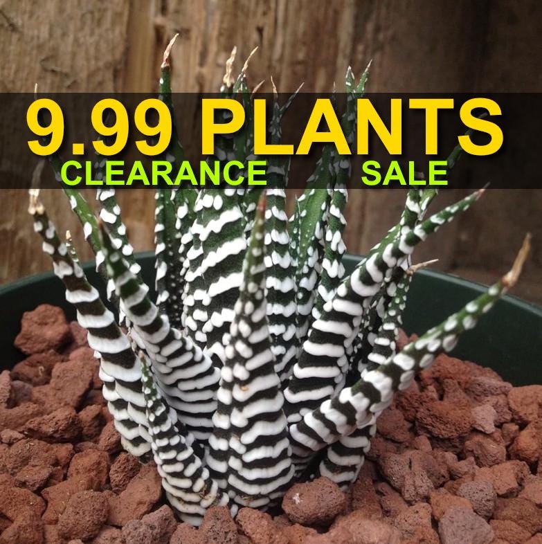 Zebra Aloe Succulent - Etsy