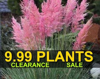 Pink Pampas Grass Perennial