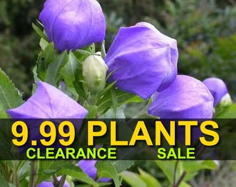 END OF SEASON Clearance Sale - Balloon Flower Astra Blue Perennial Plants