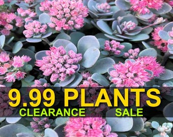 Sedum Blue Elf Variegated Stonecrop Ground Cover