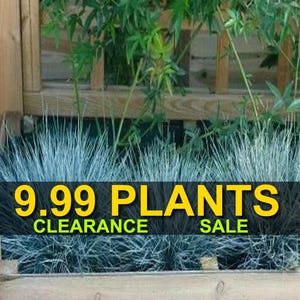 May include: A close-up of a planter filled with blue-green grass. A black sign with yellow text reads "9.99 PLANTS CLEARANCE SALE".