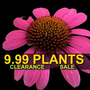 Puede incluir: Primer plano de una vibrante flor de equinácea rosa con un centro naranja oscuro sobre un fondo negro. El texto "9.99 PLANTS CLEARANCE SALE" se muestra en amarillo y verde.